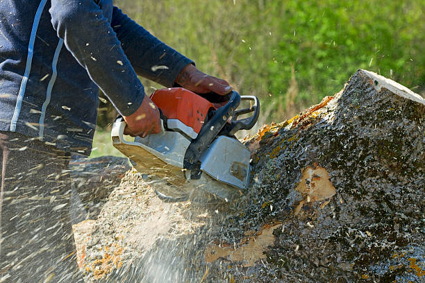 The Steps Involved in Our Tree Care Process in Live Oak, FL